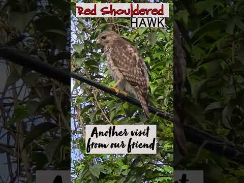 Red shouldered hawk came to check out my property video thumbnail