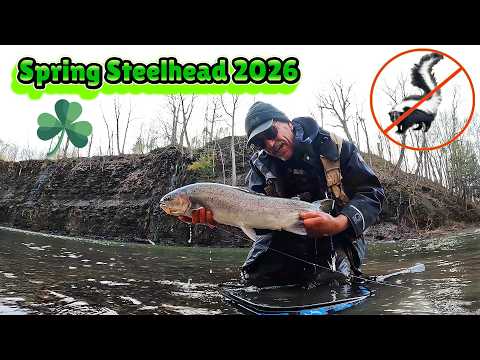 Spring Steelhead Success & Fails
