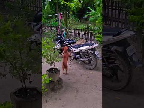 Funny & Cute Pet Moments #dogandcat #cutepets #funnyanimals