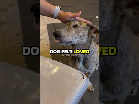 Stray Dog Cries After Feeling Love for the First Time 😢❤️