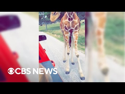 Mom captures video of moment giraffe grabs toddler at wildlife park