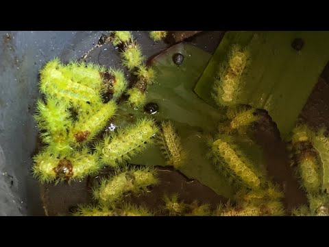 ĂN BỌ NẸT Lá Chuối - ít Ai Giám Thử Món Này🫣