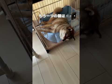 犬の動画サムネイル - ２つの顔を持つ柴犬