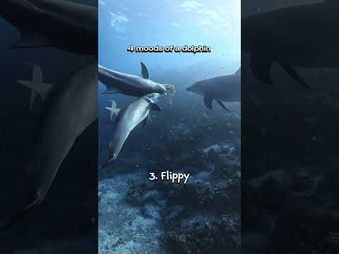The 4 Cute Dolphin Moods 🎬 Chelsea Vendy #GoPro
