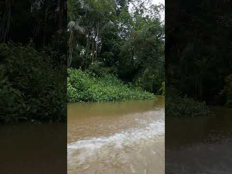 Cuyabeno river, Amazonia, Ecuador, August 2025 | #amazonjungle #amazonforest #cuyabeno #4k #60fps