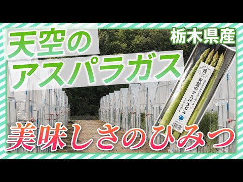 驚くほど甘い！大地と空が育てた、天空のアスパラガス