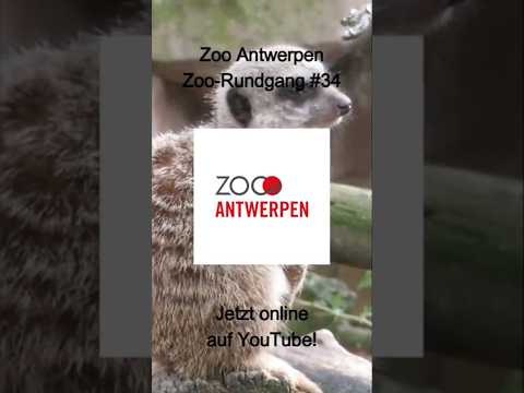 Zoo Antwerpen - Zoo-Rundgang #34 #belgium #zoo #animals #tiere