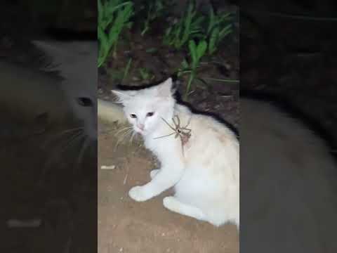 si pemburu kecil#cat #kucinglucu #shorts