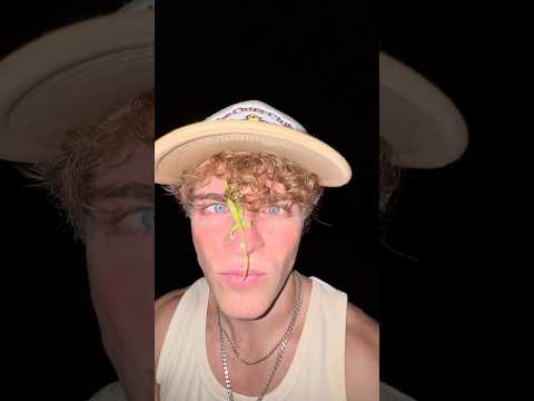 WILD BABY CHAMELEON!#shorts thumbnail