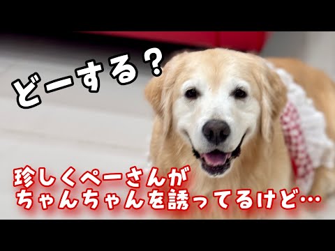 【初3姉妹旅3】珍しくペーさんがちゃんちゃんを誘ってるけどどうしますか？