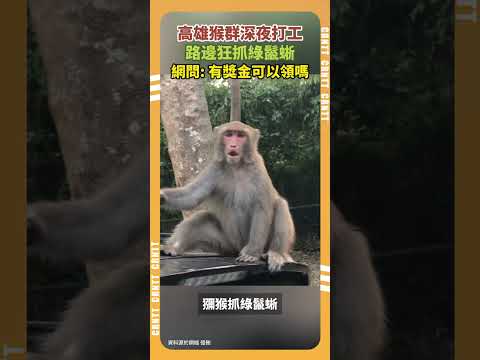 高雄猴群深夜「打工」！路邊狂抓綠鬣蜥。網問：有獎金可以領嗎 #高雄 #高雄猴 #猴子 #鬣蜥