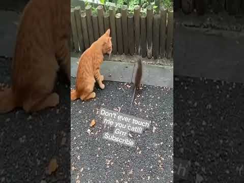 cat & mouse fighting#ytshorts #catlaughs #funny #shorts #mouse