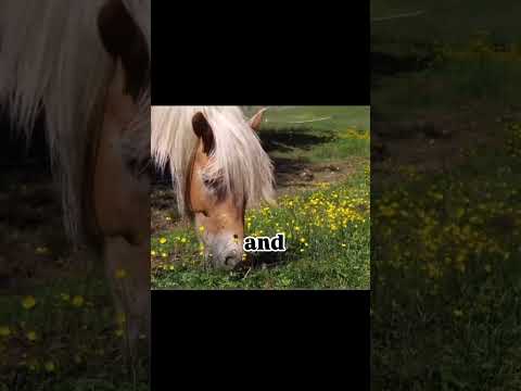 Weirdest national animal 🧙♂️?