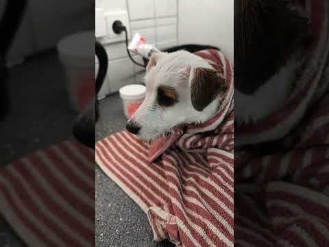 Puppy's Bath Time Again and Play Time #cutepuppy #puppy