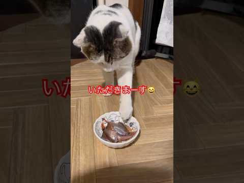 おっちゃんと白黒ちゃん#ねこ#cat#japan #猫好き#白黒猫#猫#猫動画#野良猫#かわいい猫#ごはん#shorts #おもしろ#ショート#おすすめ#魚