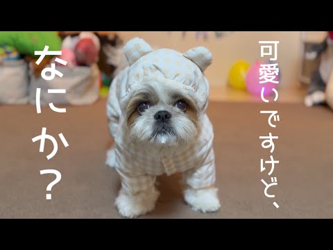 【シーズー】9歳からは”あざと可愛い系オジさん”でいくことにしました🎂【犬Vlog】