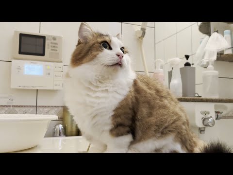 入れ替わり立ち代わり続々とお父さんの安否の確認?にやって来る猫