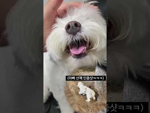 여행 다녀온 형아를 3일만에 본 강아지 반응😍😂 #shorts