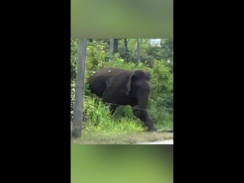 La INCREÍBLE reacción de un  ELEFANTE y una VALLA ELECTRIFICADA