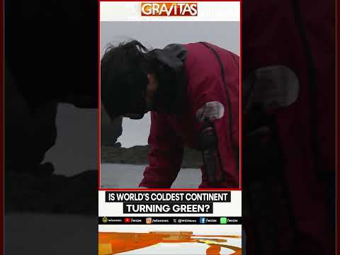 Antarctica Growing Green? | GRAVITAS | WION Shorts