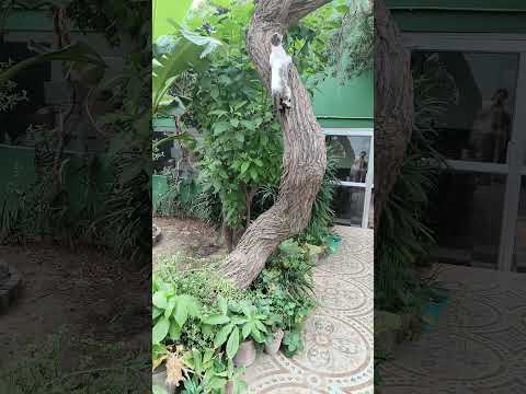 Look at her climb the tree 👀✨😺 So graceful 🥰🤗🧿 #cutecat #catshorts #catlove #kittens #catvideos