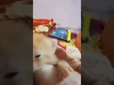 Billi boli meow meow meow 😏😏😏😏😏#catvideos #cat #animals #shorts #kitten #adoração