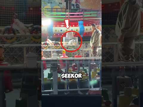 demi seekor anjing kecil,pria ini rela main sampai menang ‼️#shorts