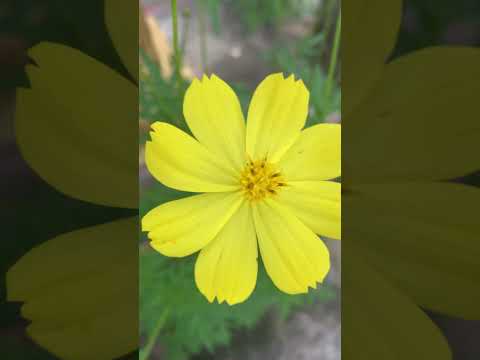 Cosmos flowers 🌼 #shorts #flowers#beautiful #youtubeshorts