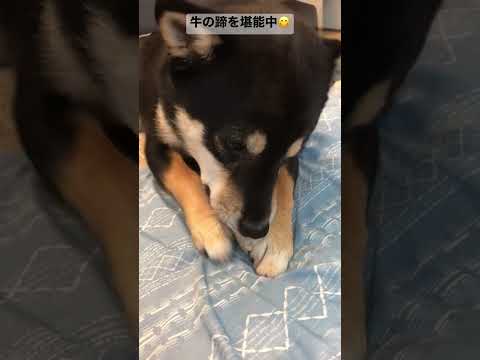 可愛いのにやってることがワイルドすぎる #柴犬 #ギャップ #犬動画 #viral
