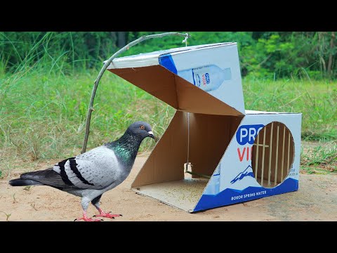Easy Trapping - Simple Quick Pigeon Trap Using Cardboard Box And Wood