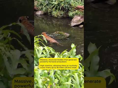 ​#wildlife #education #videoshort #tiger #swimming