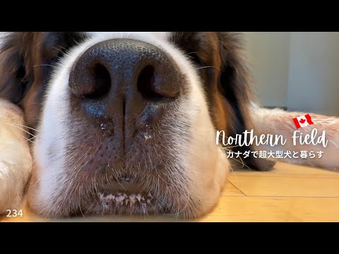 大型犬はゴロゴロしてるオジさんみたい⁉︎【超大型犬とカナダで田舎暮らし】