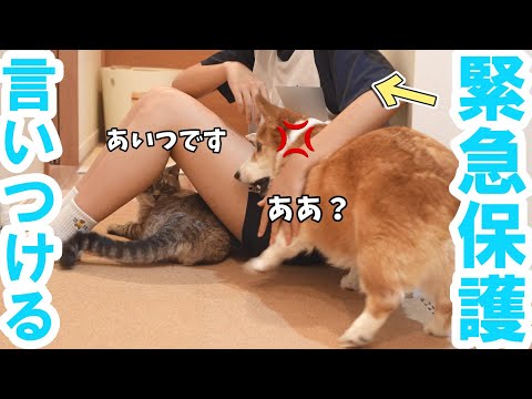 同居犬がちょっかい出してくると、お姉ちゃんにすぐ言いつける猫がかわいい