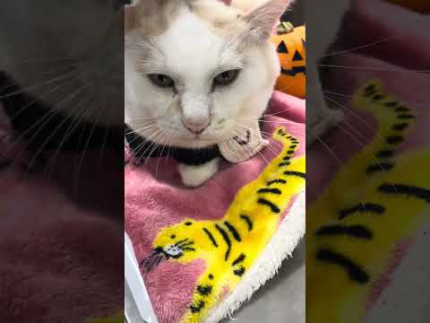 じとー…。なんだよ先生ー文句も言いたいぜ【猫のほっぺ太郎】#cat #猫 #保護猫 #shorts