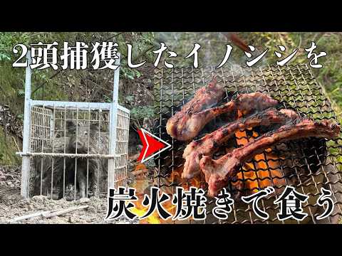 2頭のイノシシを捕獲し、スペアリブを炭火焼きして食べた。