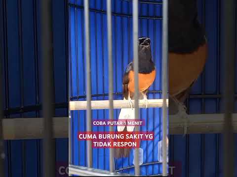 Suara murai untuk PANCINGAN murai drop dan stres