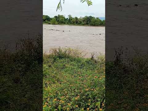 Cattle Herd Swims Across Muddy River Current in Mexico