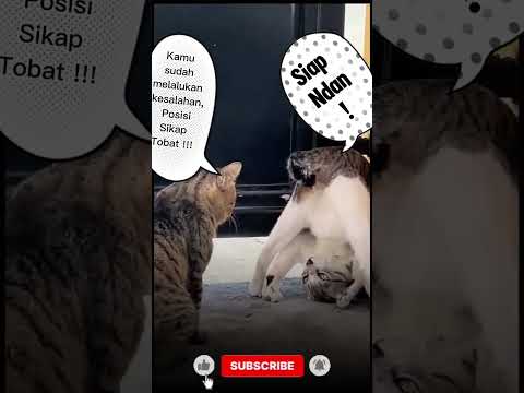 komandan Lemon #kucinglucu #kucing #military #shorts #short