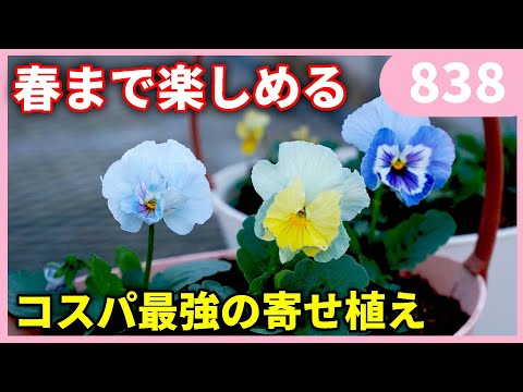 初心者でも誰でも簡単に春まで楽しめる寄せ植えの作り方 by 園芸チャンネル 838 #園芸 #ガーデニング #初心者