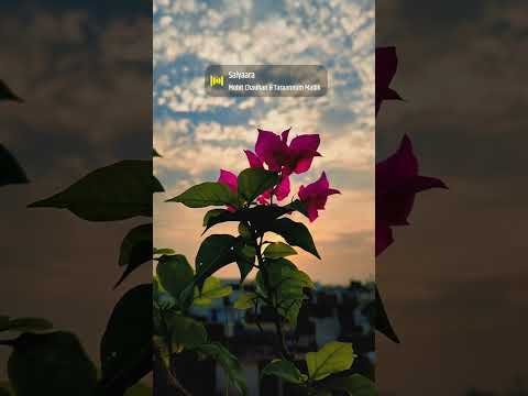 good morning 🌞 saiyaara#movie