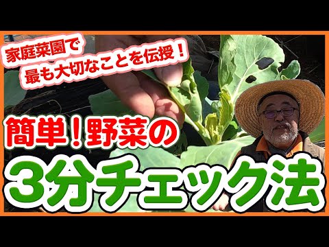 家庭菜園の極意！今すぐできる“3分間野菜チェック法”｜秋の育て方・失敗しないコツ【農園ライフ】【シェア畑】