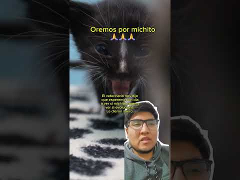 Oremos por Michito, que es adulto y ahora está débil 🙏🙏🙏 #gatos #ayudagatos #cat #gato #gatitos