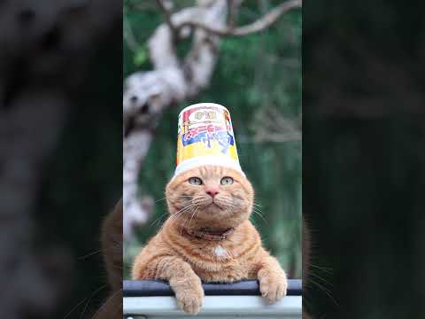 猫の動画サムネイル - 金ちゃんラーメンカップ鶏しお　250609 #cat #cute #ネコ #ねこ #猫のいる暮らし #猫のいる暮らし #猫のいる生活　#のせ猫 #cutecat #pets