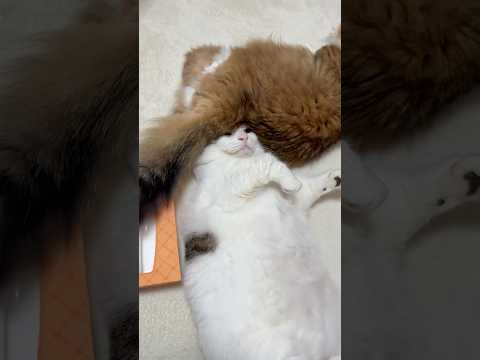 猫の動画サムネイル - ちょっと、毛深いんですけどぉ〜