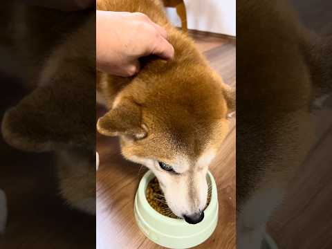 れいず 柴犬タロウ #柴犬 #shibainu #しばわんこ #しばいぬ #pets