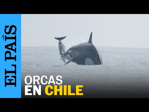 ORCAS | Imágenes inéditas de una manada alimentándose en Chile | EL PAÍS