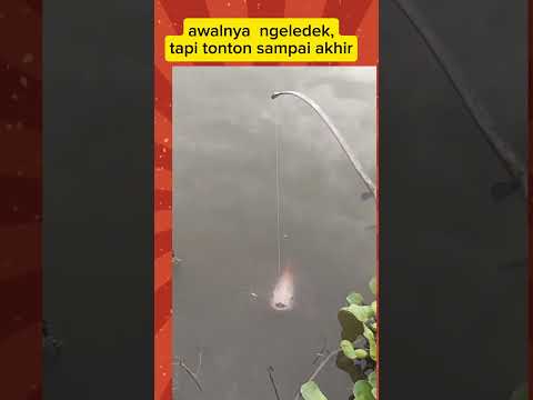 ikanya ngeledek dan akhirnya dapat juga #mancing