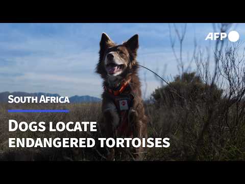 Dogs employed in South Africa to find endangered tortoises | AFP