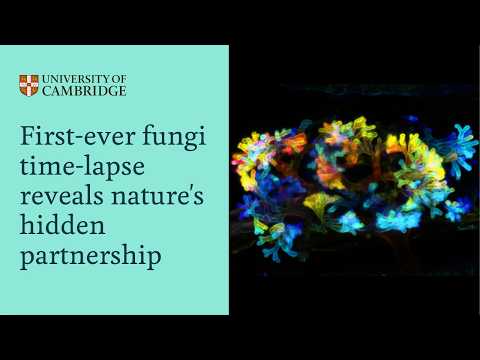 First-Ever Fungi Time-Lapse Reveals Nature's Hidden Partnership