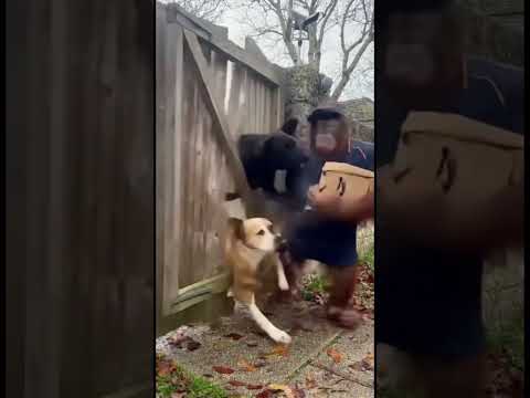 Poor delivery guy 😅 #delivery #amazon #funny #fyp